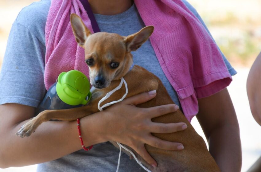  Van a esterilizar 700 perros y gatos en Coatza