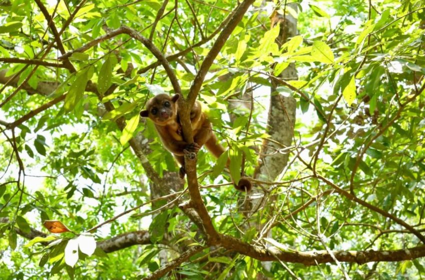  Rescatan y liberan a especies capturas en Coatzacoalcos
