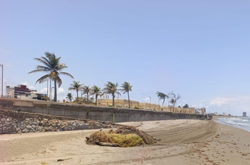  Refuerza Gobierno de Coatzacoalcos limpieza de playas ante nuevo arribo de sargazo y residuos de hidrocarburo