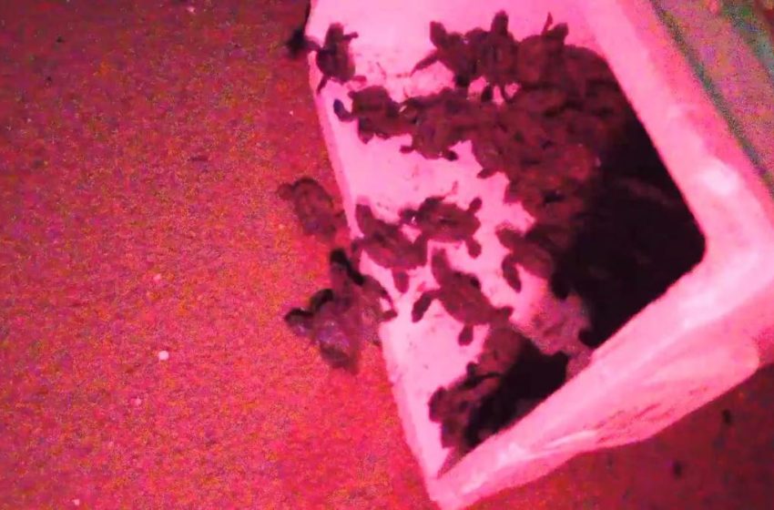  Durante la semana aumentará el nacimiento de tortugas marinas en Coatzacoalcos